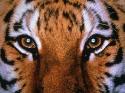 Tiger Wallpaper