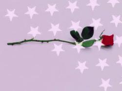 1 Rose American Style