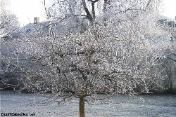 Winter Tree