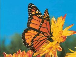 A Butterfly