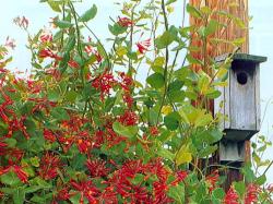 A Birdhouse