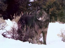 A Black Wolf
