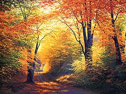 Absolutely Autumn