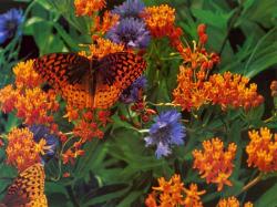A Butterfly