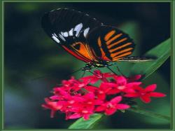 A BUTTERFLYS FLOWER