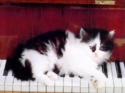 A COOL CAT