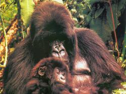 A Gorilla