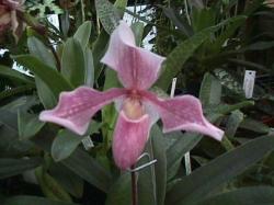 Aladin Orchid
