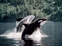 Alaskan Orcas