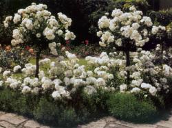 All White Roses