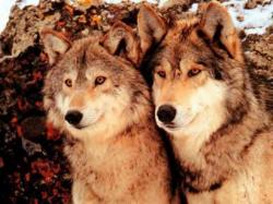 Alpha Male & Female Wolves