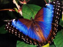 A Most Beautiful Butterfly