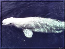 Ani Beluga