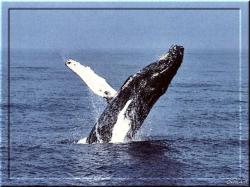 Ani Humpback Whale