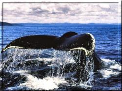 Ani Humpback Whale 2