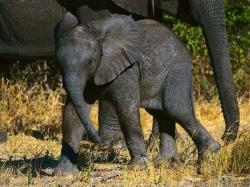 Another Baby Elephant