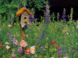 A Rustic Birdhouse