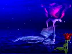 A Sea Rose