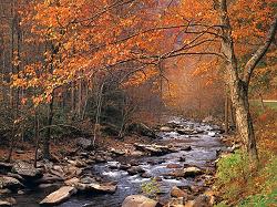 Autumn Woods