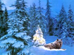 A Wolfs Christmas