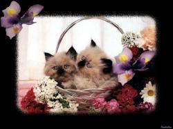 Baby Cats