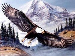 BALD EAGLE