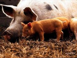 Barn Yard Friends 1