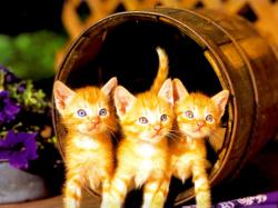 Barrel of Kitties