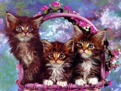 kittys3