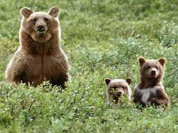 BEARS IN THE WILD