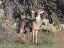 Big Buck