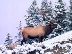 Big Elk