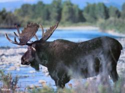 Big Moose