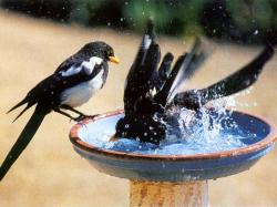 Bird Bath