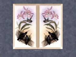 Birds and Orchids