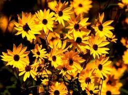 Black Eyed Daisys