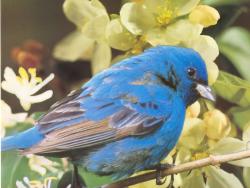 Blue Bird