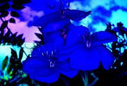 Blue View