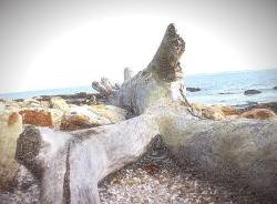 A Beach Tree