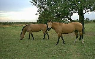 Buckskin Beauties