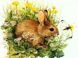 Bunny Rabbit