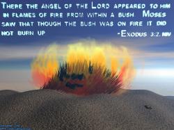 Burning Bush