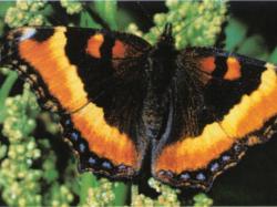 Butterfly 2