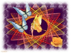 ButterflyW