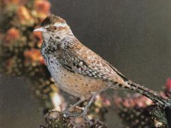 Cactus Wren