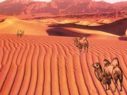 Camels