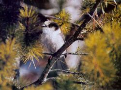 Canada Jay