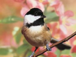 Carolina Chickadee