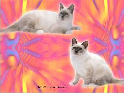 Cat #10