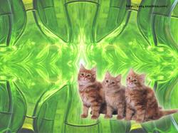Cute and Pretty Cat #4